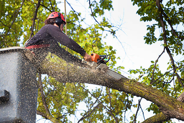 How Our Tree Care Process Works  in  Roslyn Estates, NY
